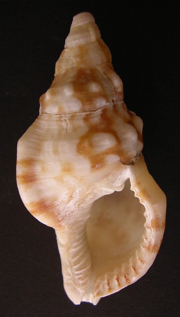 freschissima, di giornata